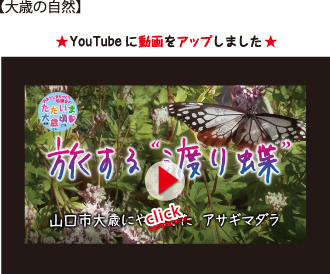 旅する渡り蝶