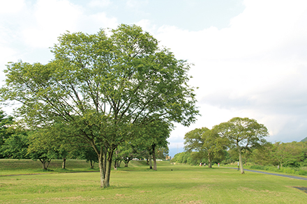河川公園の新緑
