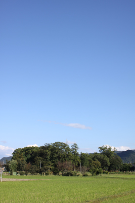 朝田神社の杜