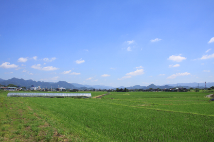 おおとしの田園〜夏〜
