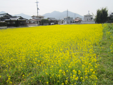 菜の花畑