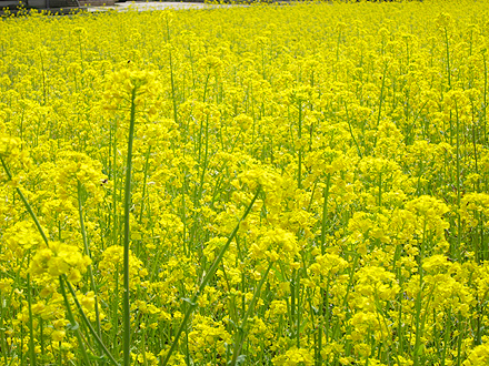 菜の花畑