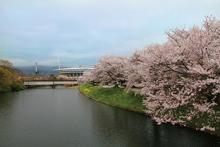 千代丸橋の桜 1