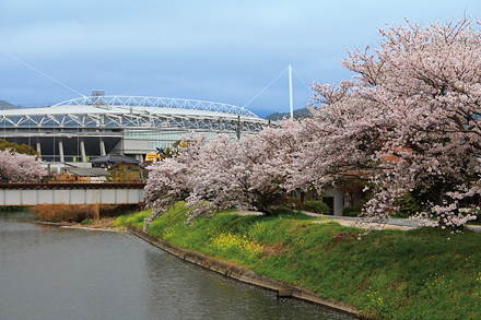 千代丸橋の桜 2