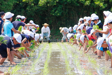 大歳小学校 5年生120名 田植えを体験