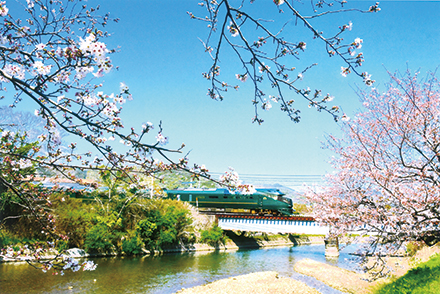 「桜でおもてなし」