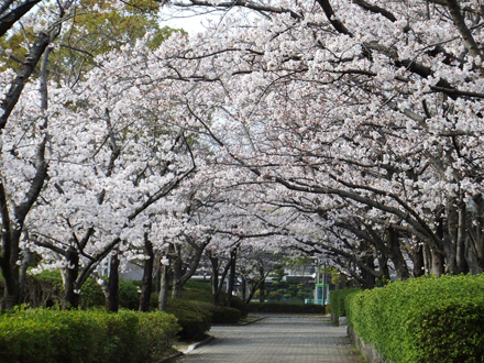 満開の桜並木(佐賀県)