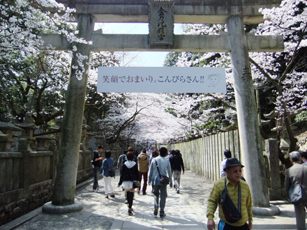 金比羅様の桜(香川県)