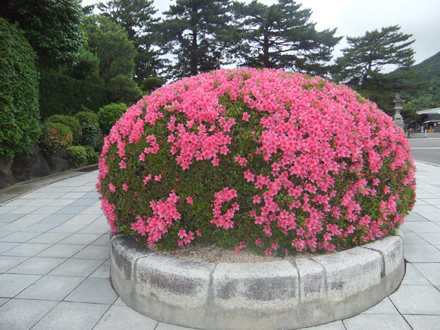 松陰神社のつつじ